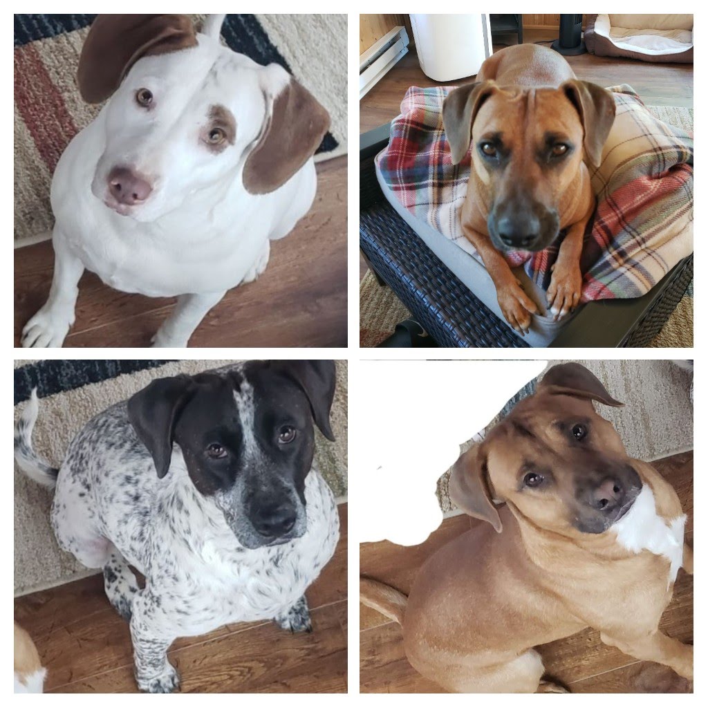 White dog with brown ears, light brown dog on plaid blanket, black and white spotted dog with black ears and black around eyes, and a light brown dog with white patch on chest.